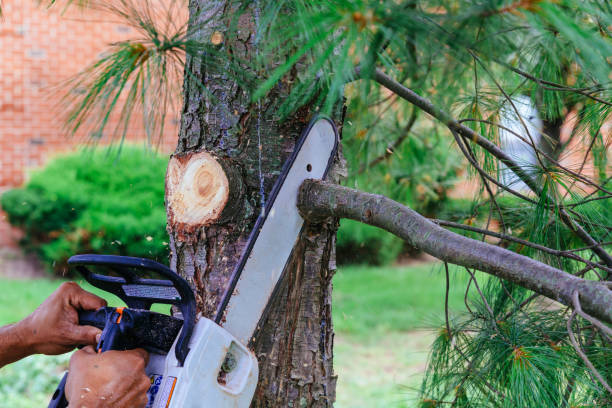 Tree Root Removal in Dover, TN